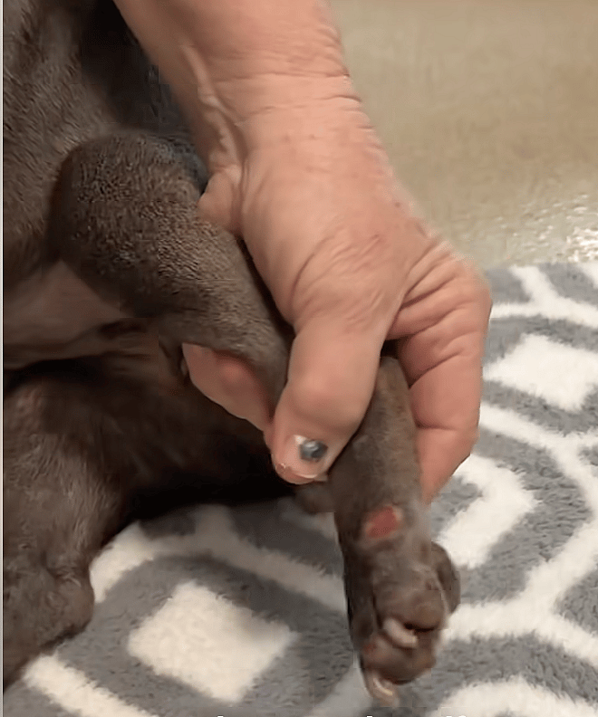 Paralyzed French Bulldog Dumped at Shelter, Covered in Sores and Desperate for Help